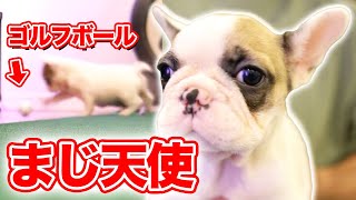 【フレンチブルドッグ赤ちゃん】生後2ヶ月の子犬が家にきた!!プロゴルファーの愛犬をご紹介!!