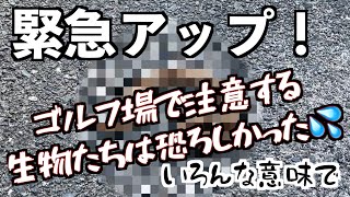 緊急アップ！！ゴルフ場で注意する生物たちがいろんな意味でやばかった件💦